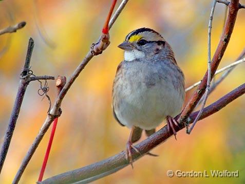 Sparrow In Autumn Color_51914.jpg - White-throated Sparrow (Zonotrichia albicollis) photographed near Sherkston, Ontario, Canada.